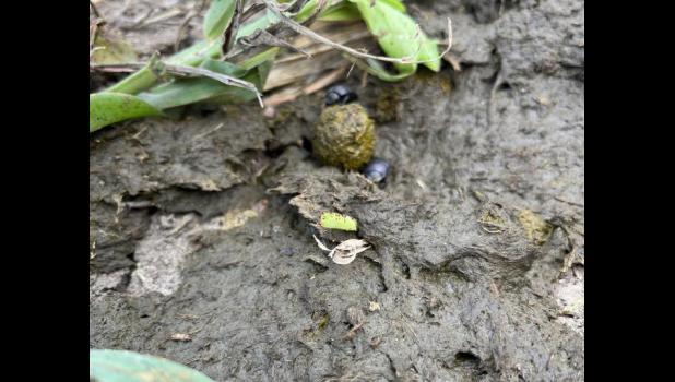 A ball rolled by dung beetles in the pasture of Finn Farm. Beetle activity is a positive indicator of the health of the grazing ecosystem. Photo by Ryan Willert of NRCS SD