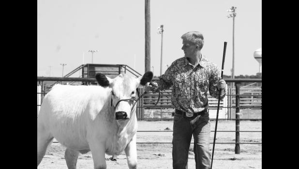 Bridger Erikson wins Grand Champion Heifer with his British White Junior Yearling Heifer.