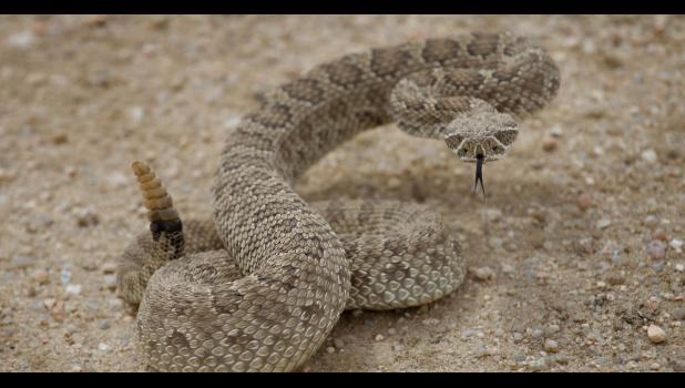 Snake ready to strike. Courtesy Photo