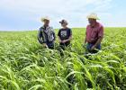 Shad and Jenna Finn talking with Ryan Willert, a Resource Unit Conservationist with NRCS SD, while standing in cover crops. Photo by Nina Pekron of NRCS SD.